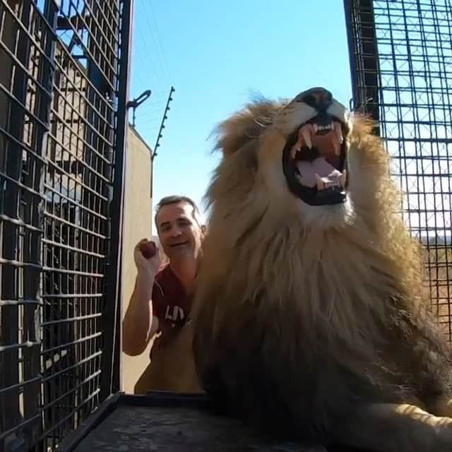 Kevin Richardson LionWhisperer のインスタグラム