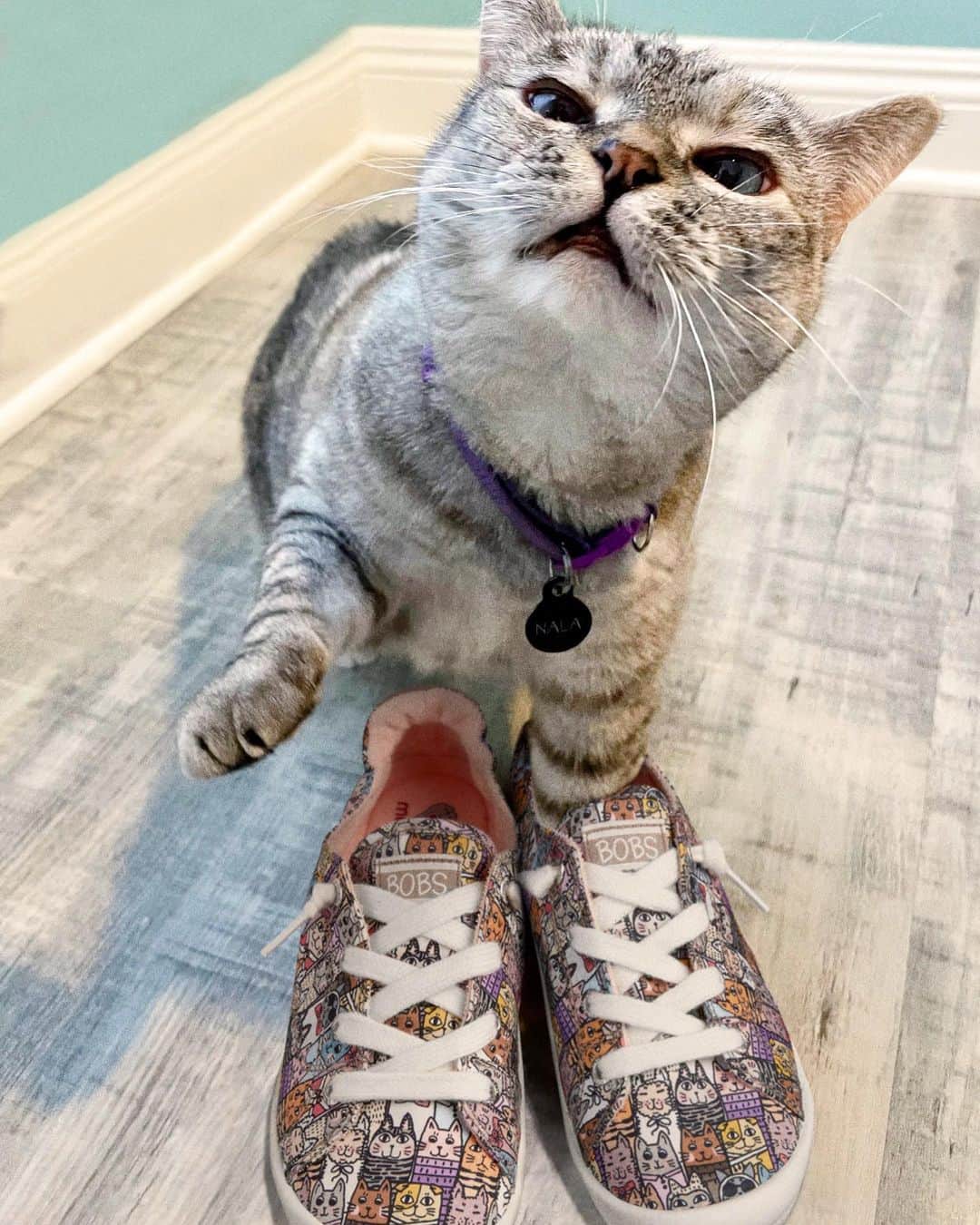 nala_catさんのインスタグラム写真 - (nala_catInstagram)「I've got a funny feline these aren't my size! 😍💙👟🐾🐱 Help make a difference with @bobs_skechers! With any Bobs purchase Skechers will make a donation to help animals in need❤️ Together we can make a difference! #partner #BobsfromSkechers #Skechers」2月4日 1時58分 - nala_cat