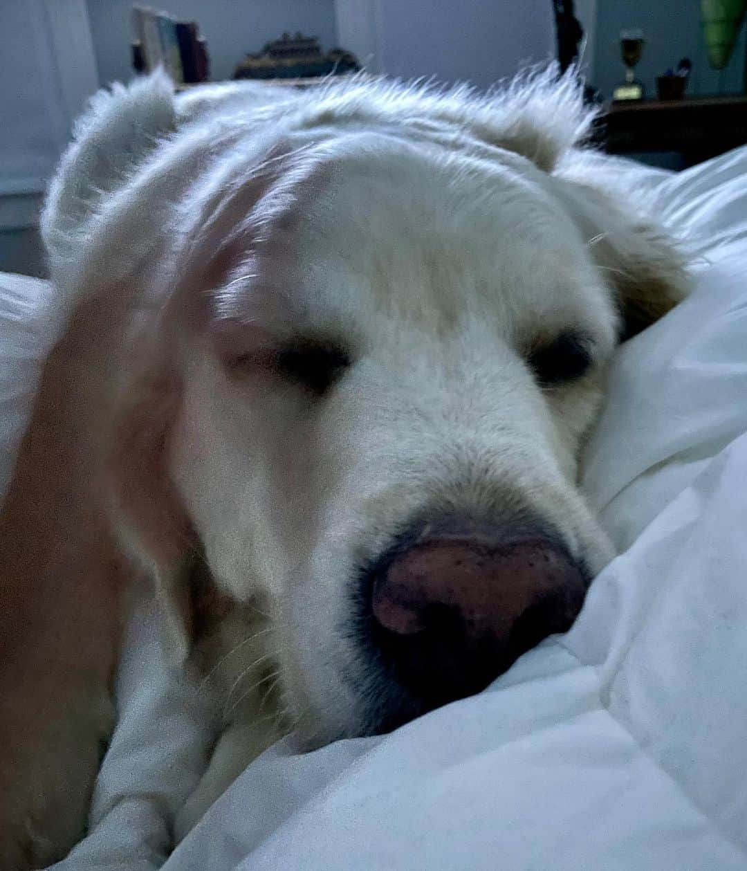 ジミー・ファロンさんのインスタグラム写真 - (ジミー・ファロンInstagram)「I told Gary to get out of bed this morning and she pulled the “But it’s National Golden Retriever Day” card on me 😐 #nationalgoldenretrieverday」2月4日 2時16分 - jimmyfallon