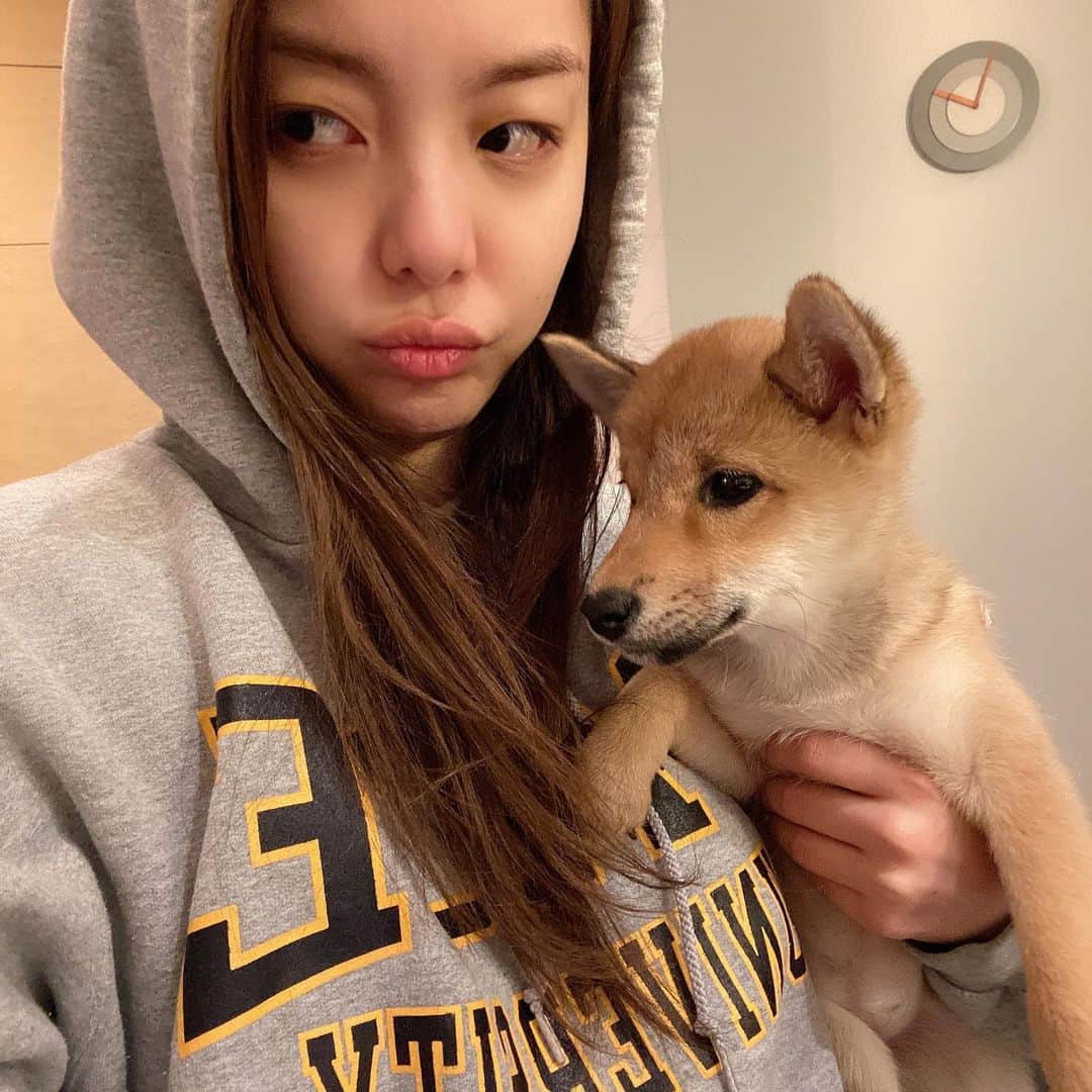エイリーのインスタグラム：「호듀우~💕  #시바   Hodu #shiba」