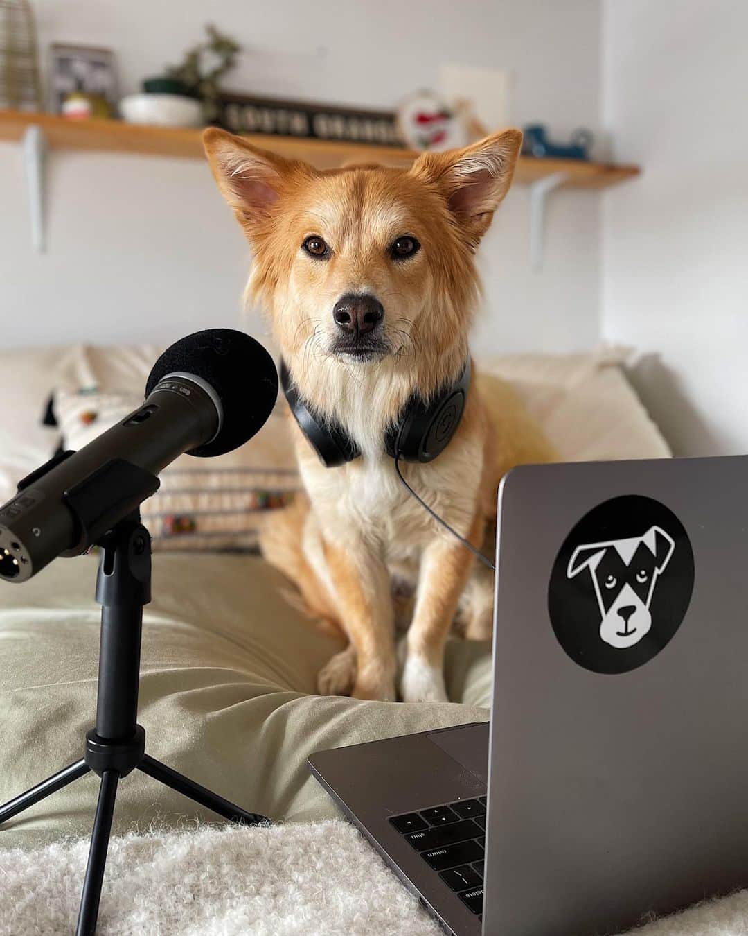 The Dogistさんのインスタグラム写真 - (The DogistInstagram)「The Dogist now has a PODCAST! We’re calling it ‘Talking Dogs’ and, as you might imagine, it’s about dogs. Well, mostly – we get into the behind-the-scenes of all things Dogist and sometimes we even have arguments over whose dog is cuter. We’ve been talking dogs our whole lives so it’s about time we share some of it. Hosted by @isabelklee, @kate_speer, and @eliaswf of #TeamDogist – tune in and subscribe on Apple Podcasts, Spotify, and on Youtube! Click the link in bio!」2月4日 2時22分 - thedogist