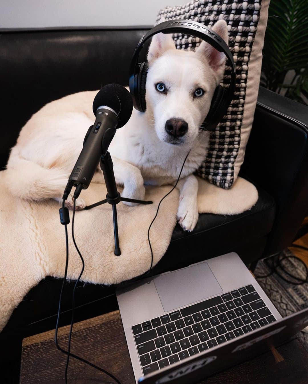 The Dogistさんのインスタグラム写真 - (The DogistInstagram)「The Dogist now has a PODCAST! We’re calling it ‘Talking Dogs’ and, as you might imagine, it’s about dogs. Well, mostly – we get into the behind-the-scenes of all things Dogist and sometimes we even have arguments over whose dog is cuter. We’ve been talking dogs our whole lives so it’s about time we share some of it. Hosted by @isabelklee, @kate_speer, and @eliaswf of #TeamDogist – tune in and subscribe on Apple Podcasts, Spotify, and on Youtube! Click the link in bio!」2月4日 2時22分 - thedogist
