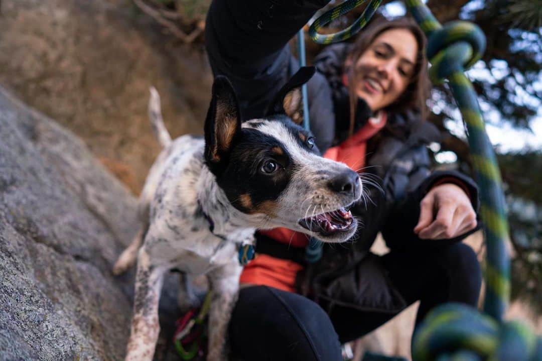 ペイジー・クラッセンのインスタグラム：「There's a new puppy in our pod! Freya is a 5 month old heeler/pointer mix, a so called “high energy breed”, but mostly she just wants to nap as close to @arjandekock or me as possible. She has ambitious goals for 2021, but among them are to become a very well behaved crag dog. She’s well on her way, and is embarking on her first van-venture today!  After lots of discussion about how to make our trip as safe as possible during Covid, we're headed to Vegas for a month...or two or three. We have our negative Covid results, supplies to last us through a quarantine period when we arrive, and we'll stay outside, in our van, and distanced from others for the entire trip.  Stay tuned to see how Freya enjoys living the van life - she came from a home where she exercised on the treadmill, so the hour-long hikes will be mega for her!  Puppy portrait 🐶📸 by @tarakerzhner   @eddiebauer @lasportivana @maximropes @physivantage #puppielove #heelersofinstagram #pointersofinstagram #heelermix #heelermixpuppy #rescuedog #coloradodogs #cattledogsofinstagram #dogsofinstagram」