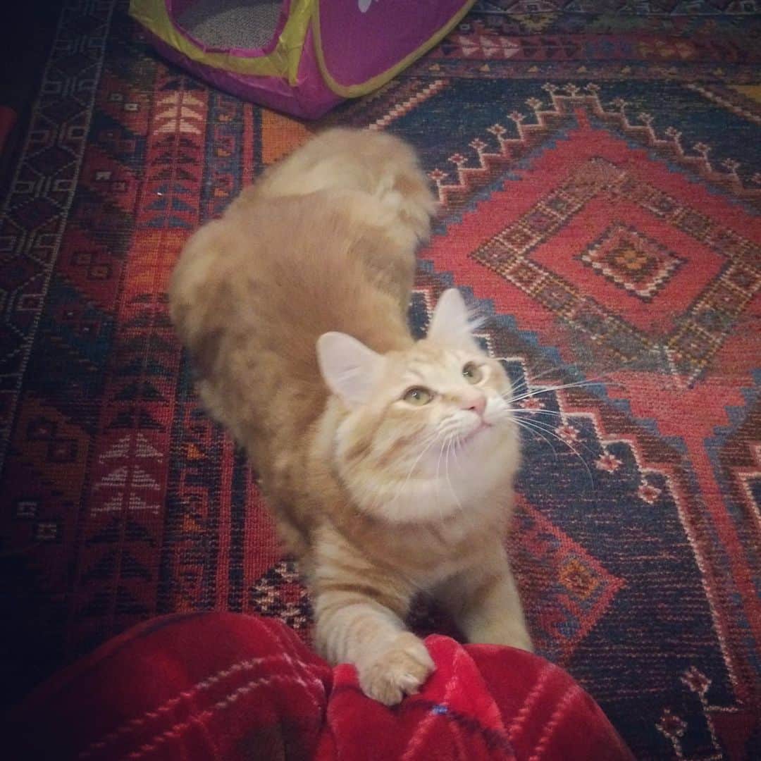 岡田屋鉄蔵のインスタグラム：「猫って凄いなあ。もう通常営業」