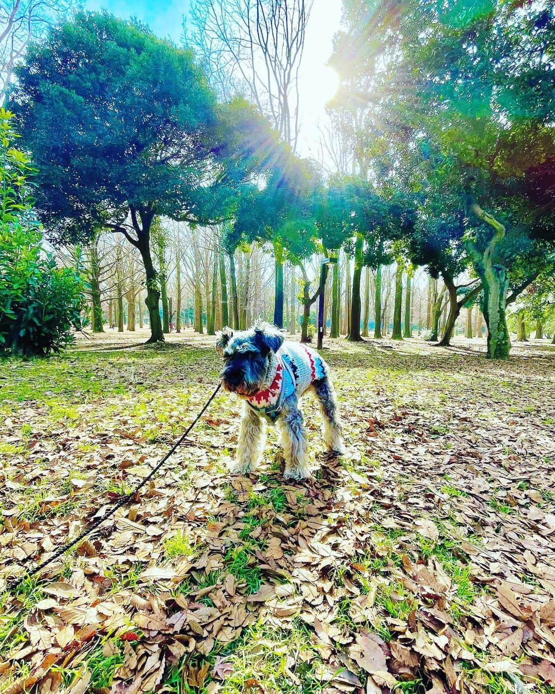 谷川じゅんじのインスタグラム：「Favorite sweater. ムツくんセーター買いました。温かい上に迷子タグまで付いてます。来月になれば16歳。長生きしてね。#mutsulannsora #goodvibesonly #goodneighbors #thisiajapan」