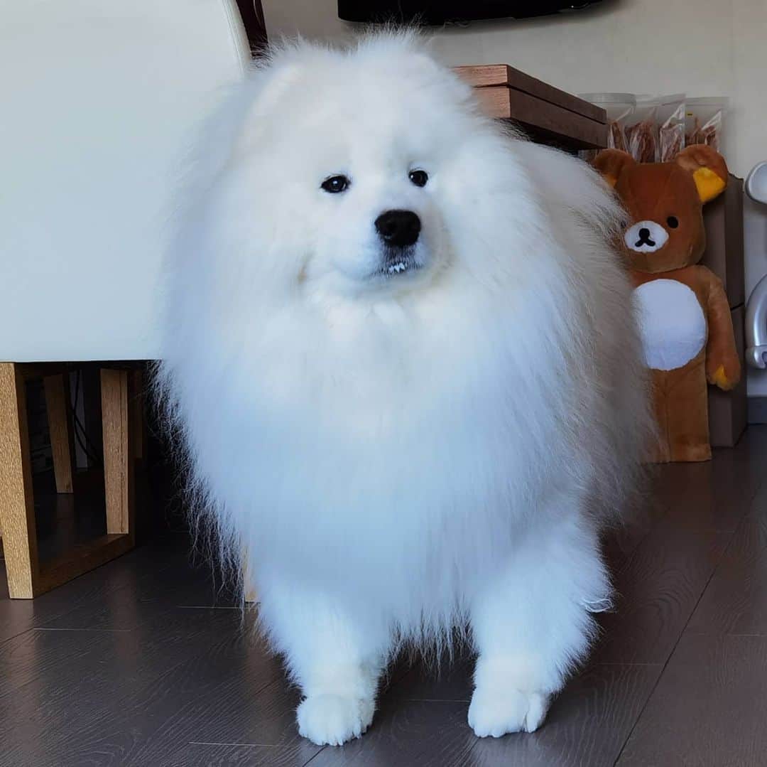 Alex Toのインスタグラム：「Is yogurt good? 😂😂😂 #cute #dog #doglover #dogsofinstagram #dogoftheday #dogofthedayjp #dogstagram #fluffy #hkig #hongkong #ilovemydog #instadog #instagood #instamood #instagraphy #instapic #samoyedoninstagram #pet #petlovers #petsofinstagram #petstagram #photooftheday #puppy #pupsofinstagram #samoyed #samoyedsofinstagram #webstagram #犬 #サモエド」