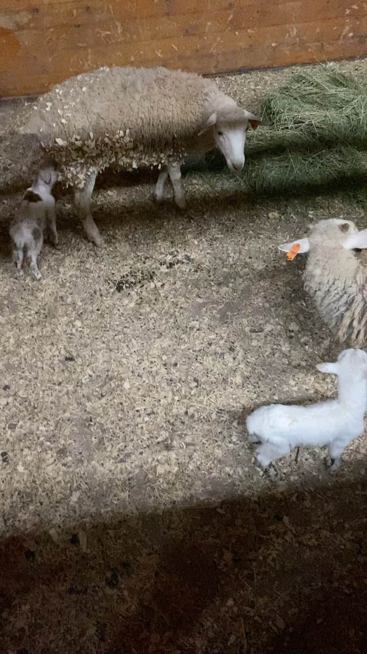 ケリスのインスタグラム：「But we got them into the barn safe and sound with babies! Wepa !!!!! Sleep tight everyone」