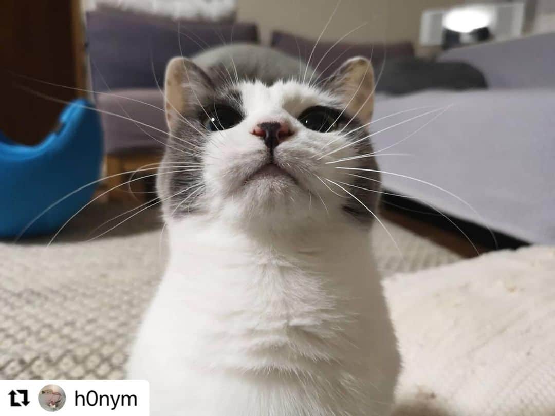 【公式】いぬのきもち・ねこのきもちのインスタグラム：「#Repost @h0nym さんのマイマイちゃん。  すごーい💕 りっぱなお髭だねえ😊  ハッシュタグ #いぬのきもち #ねこのきもち に投稿いただいた可愛い写真をご紹介しています！ 「いぬのきもちWEB　MAGAZINE」、「ねこのきもちWEB MAGAZINE」でもご紹介させていただくことも！  -------------------  .  #ねこ #猫  #ねこすたぐらむ #ねこのきもち #ねこ好き #ねこと暮らす #ねこ好きさんと繋がりたい #猫好きな人と繋がりたい #猫がいる生活 #猫と暮らす#猫好き #cat #catstagram #catsofinstagram #cats_of_instagram」
