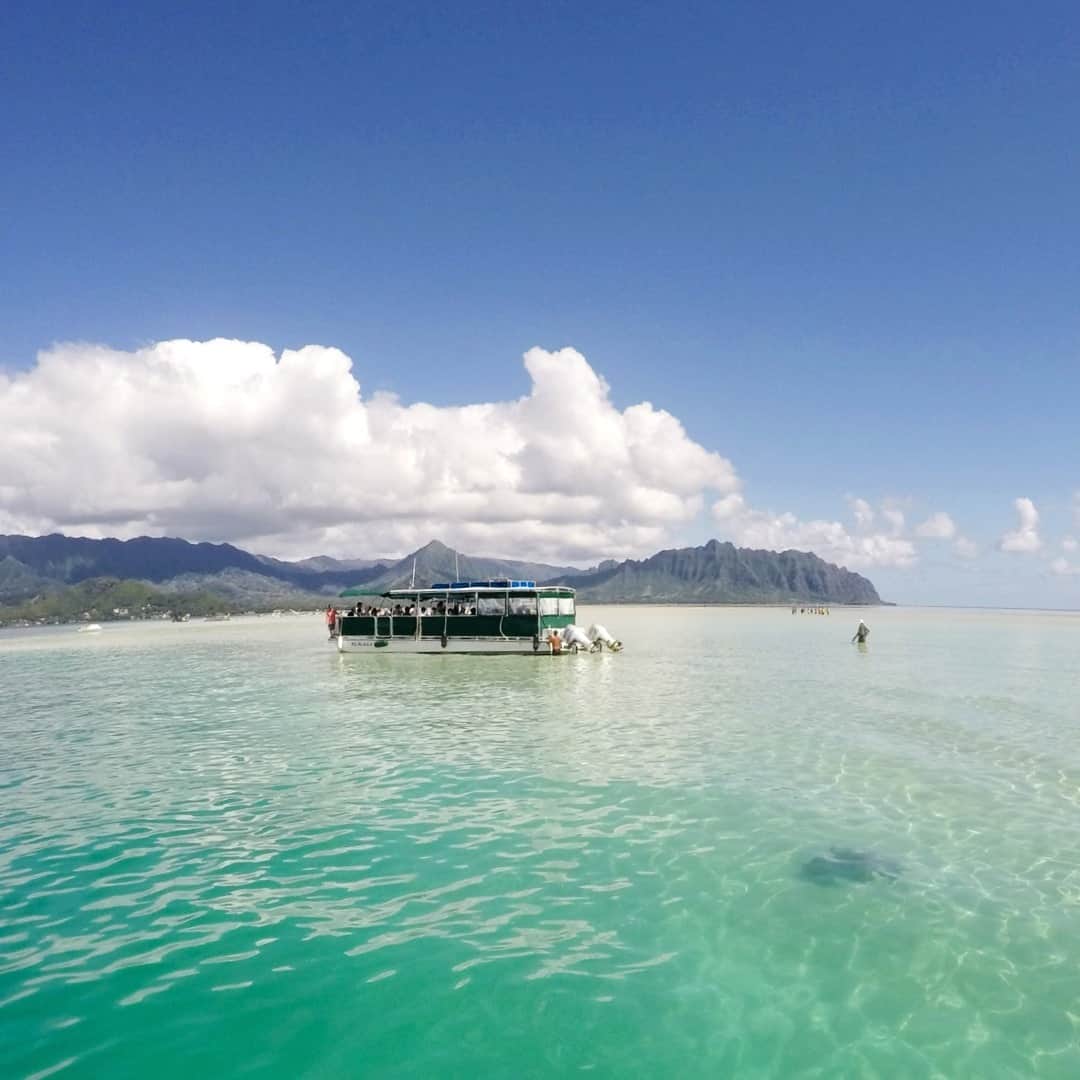 Luxury Cruise by Captain Bruceのインスタグラム：「只今、ツアーを限定催行しております！⁠ ● タートルウォッチング&シュノーケリングツアー⁠ ● 催行日：水＆土⁠ ● 時間帯：午前＆午後⁠ 人数限定のため、おかげさまでツアー日の直前はすでに満席になっています。⁠ ご希望の方は早めのご予約をお願いいたします😊⁠ ⁠ ⁠ ⁠ #captainbruce 🌈 #kaneohesandbar #hawaii #oahu #fun #explorehawaii #ahuolaka #ahuihou #ocean #water #island #aloha #havealohawilltravel #hawaiiinstagram #キャプテンブルース #天国の海ツアー #天国の海 #サンドバーツアー #アフオラカ #ハワイ大好き #オアフ島 #絶景 #海」