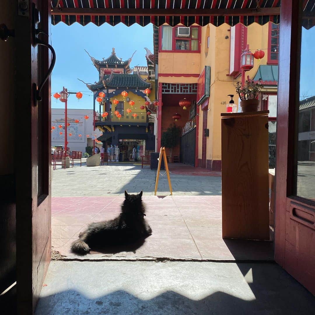 フリーディアのインスタグラム：「Thank you @jseikaha for this photo of Vincent💕  #mydogisamodel #vincent #vincentandcoco #chinatown #LA #losangeles #LAchinatown #dog #mydog #mypet #cutie #sunbather」