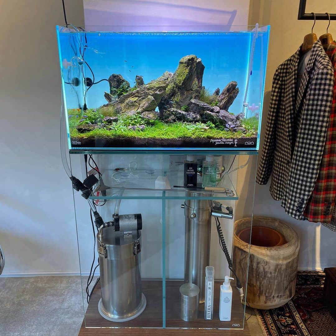 宮田麺児のインスタグラム：「すげぇ もう地球やん  #プラチナグリーンネトラ #熱帯魚#水槽#癒し#プラチナカージナルテトラ」