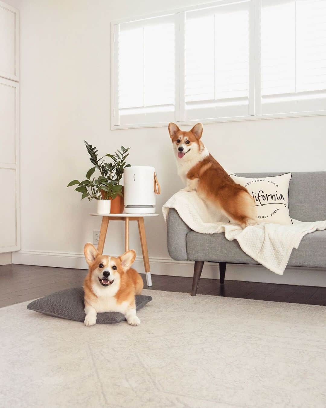 Geordi La Corgiのインスタグラム：「Ok we are ✨obsessed✨ with our new Molekule air purifier – not only is it helping us enjoy cleaner air, we’re loving the minimal design that fits in perfectly with our decor. Corgi approved! 💯  📢 Check out my IG Story or click the link in my bio to enter for a chance to WIN a #Molekule air purifier with dander-destroying PECO technology. @Molekuleair Pet Photo Contest ends on Feb 7th! 😊」