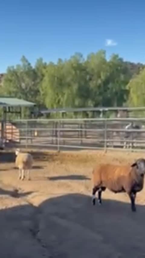 ケリスのインスタグラム：「One of our sheep went into labor last night . I knew the moment would come when one of us would one day have to help with a delivery of one of our animals. When I woke up this morning I didn't know today would be the day . The mama was struggling in the night so early this morning she had just had enough . I called my sister who walked me through what to do. I was nervous but I was able to help her get the baby out . Then I had to check if there was another baby in there. Now another sheep of ours looks like she's just about ready too. It was sad the baby didn't make it , but the mama is doing good now and I feel good knowing with every challenge out here we learn something new and get a little more confident . #farmlife」