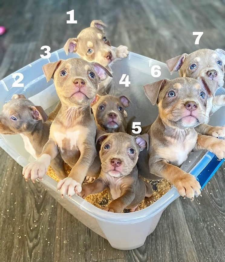 Pit Bull - Fansのインスタグラム：「#pickthatpuppy Pick a pup 1-7 comment below ⬇️⬇️ Follow @heartbreakerbullies ... . . . . .  #tricolorbully #tricolorpitbull #pitbullwhite #pitbulls #pitbullsoninstagram #pibbles #ilovemydogs #dogloversclub #dogloversonly #petsofinsta #instalove #pitbullsofficial #americanbully4life #americanbullies #americanbullys #puppiesforall #bulliesofig #pittienation」