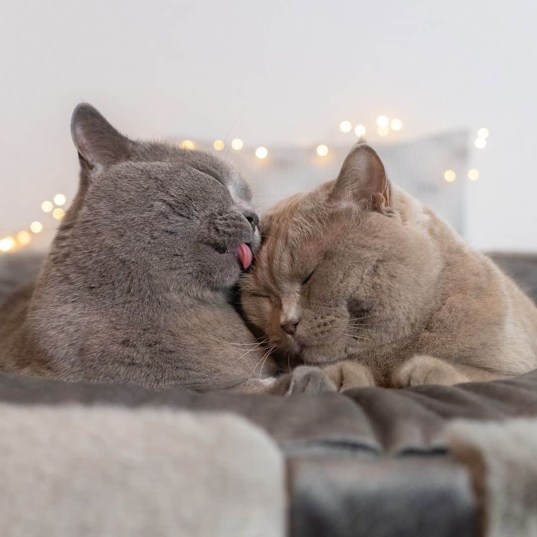 Cats of Instagramさんのインスタグラム写真 - (Cats of InstagramInstagram)「From @Lifeofblueoscar: "Kisses for my little brother😽" #twitterweek #catsofinstagram」2月4日 7時05分 - cats_of_instagram