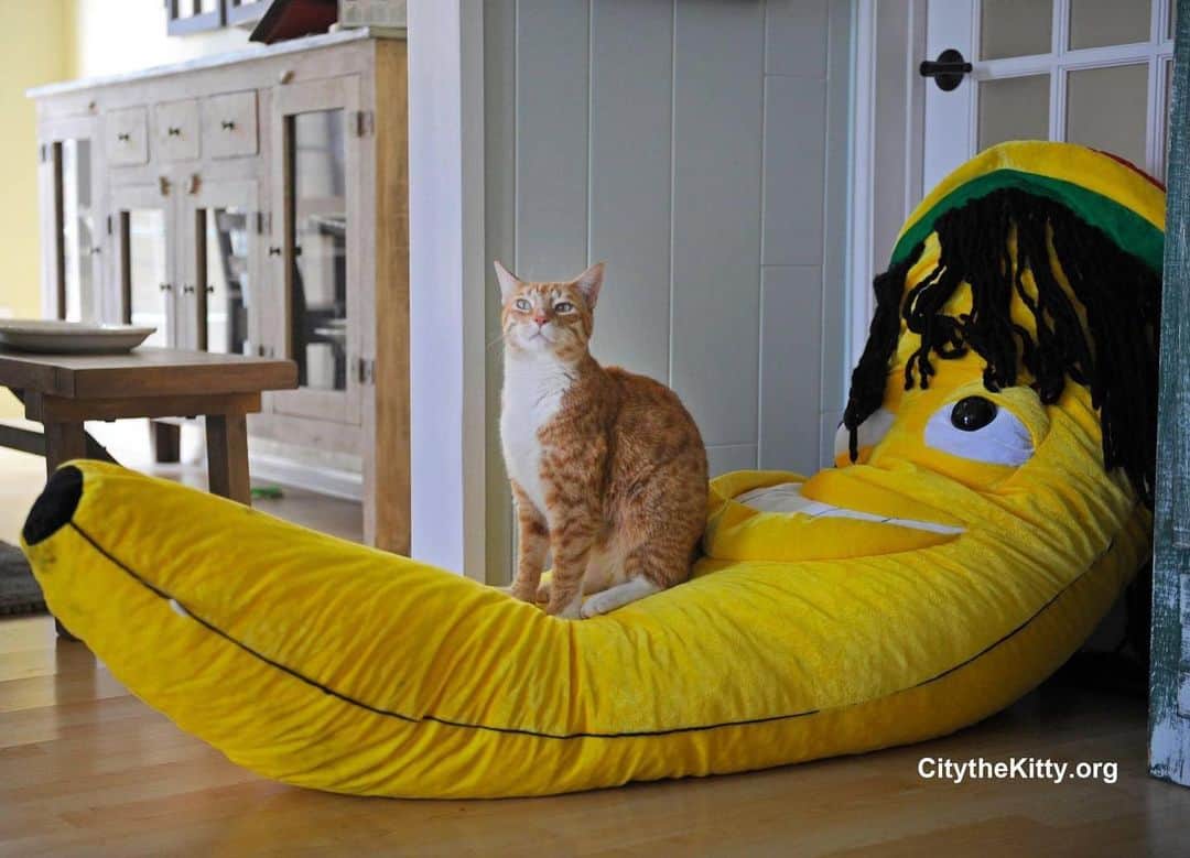 City the Kittyのインスタグラム：「Caption this! 😹   #funnycat #banana」