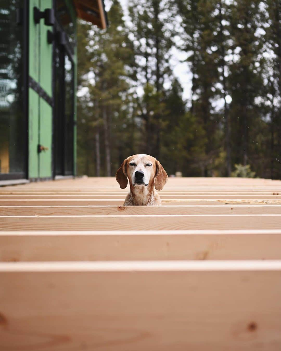 マディのインスタグラム：「Weather turned mild back in Montana we headed home to start building our deck! It’s totally transforming the space and I’m loving it ✨(but it did start snowing for 30 seconds when I took a this photo! you can see a few tiny white specks)」