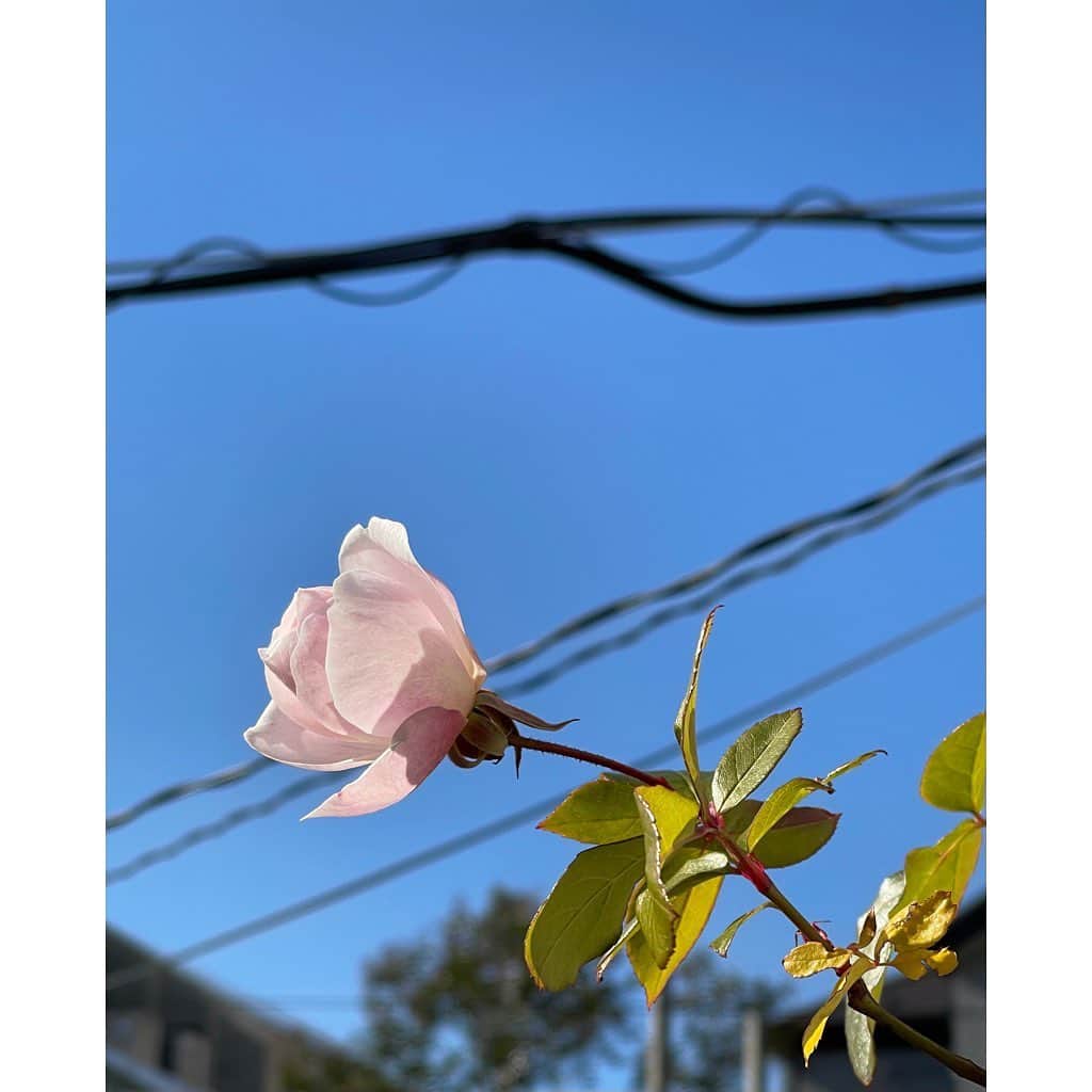栗原はるみさんのインスタグラム写真 - (栗原はるみInstagram)「みなさんおはようございます。今朝は早く目が覚めてしまいいつもより早く起きました。 私はみなさんに最後のバラがと何回言ったでしょうね〜。ごめんなさい。 そしてまた最後の一輪が咲きました。昨日の真っ青な空に本当にきれい！この花を見ていると言葉は必要ないですよね。この寒い中よくぞ咲いてくれました。この花を見ていたら人に優しい言葉をかける、諦めない気持ち、思いやりを持つ、自分の仕事に限界を決めないなど忘れてはいけないことを改めて思いました。 みなさん今日も一緒に楽しく過ごしましょうね〜。#栗原はるみ  #kuriharaharumi #玲児さんの優しい言葉」2月4日 7時15分 - harumi_gram