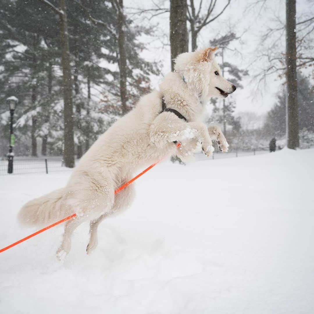 The Dogistさんのインスタグラム写真 - (The DogistInstagram)「Polaris, Shepherd/Samoyed mix (1 y/o), Central Park, New York, NY • “He would rather sit on the corner and watch everything go by instead of going home. He also has an affinity for hunting squirrels.” @polaristhepooch, a rescue from @petrescueny」2月4日 7時25分 - thedogist