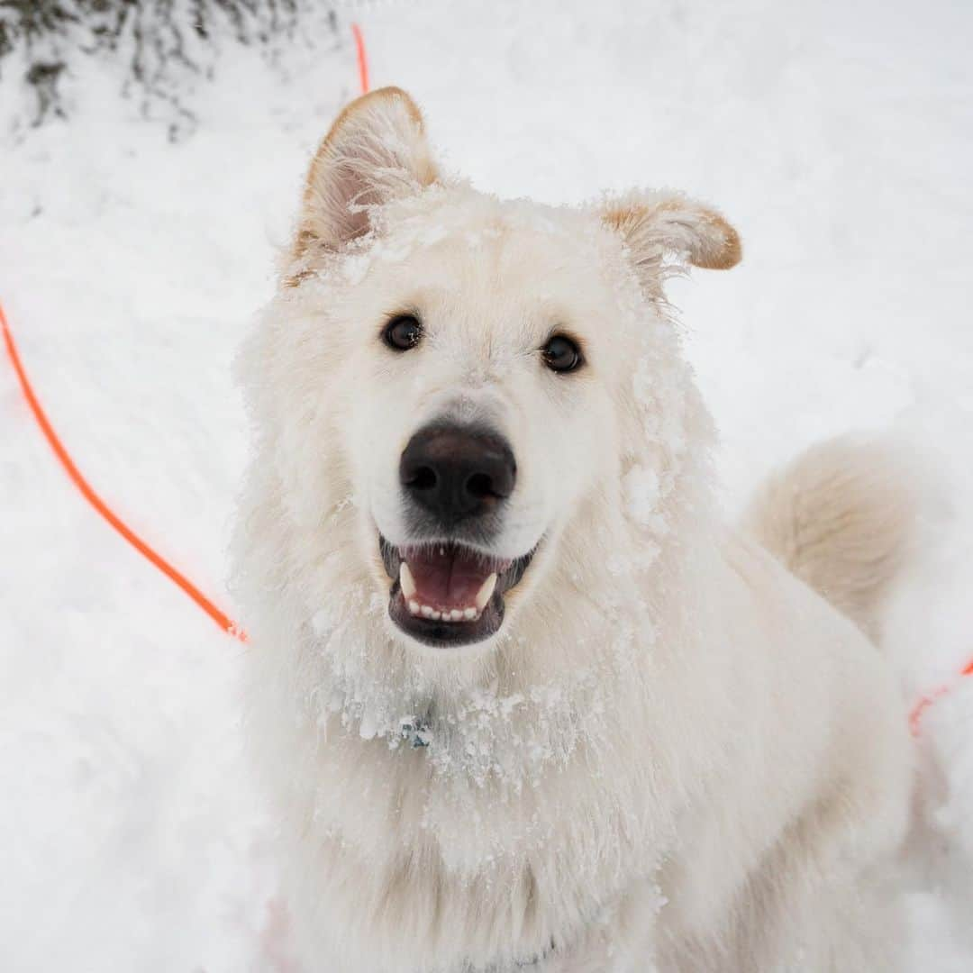 The Dogistさんのインスタグラム写真 - (The DogistInstagram)「Polaris, Shepherd/Samoyed mix (1 y/o), Central Park, New York, NY • “He would rather sit on the corner and watch everything go by instead of going home. He also has an affinity for hunting squirrels.” @polaristhepooch, a rescue from @petrescueny」2月4日 7時25分 - thedogist