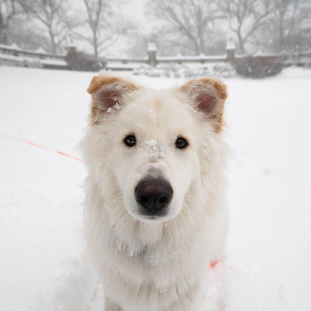 The Dogistさんのインスタグラム写真 - (The DogistInstagram)「Polaris, Shepherd/Samoyed mix (1 y/o), Central Park, New York, NY • “He would rather sit on the corner and watch everything go by instead of going home. He also has an affinity for hunting squirrels.” @polaristhepooch, a rescue from @petrescueny」2月4日 7時25分 - thedogist