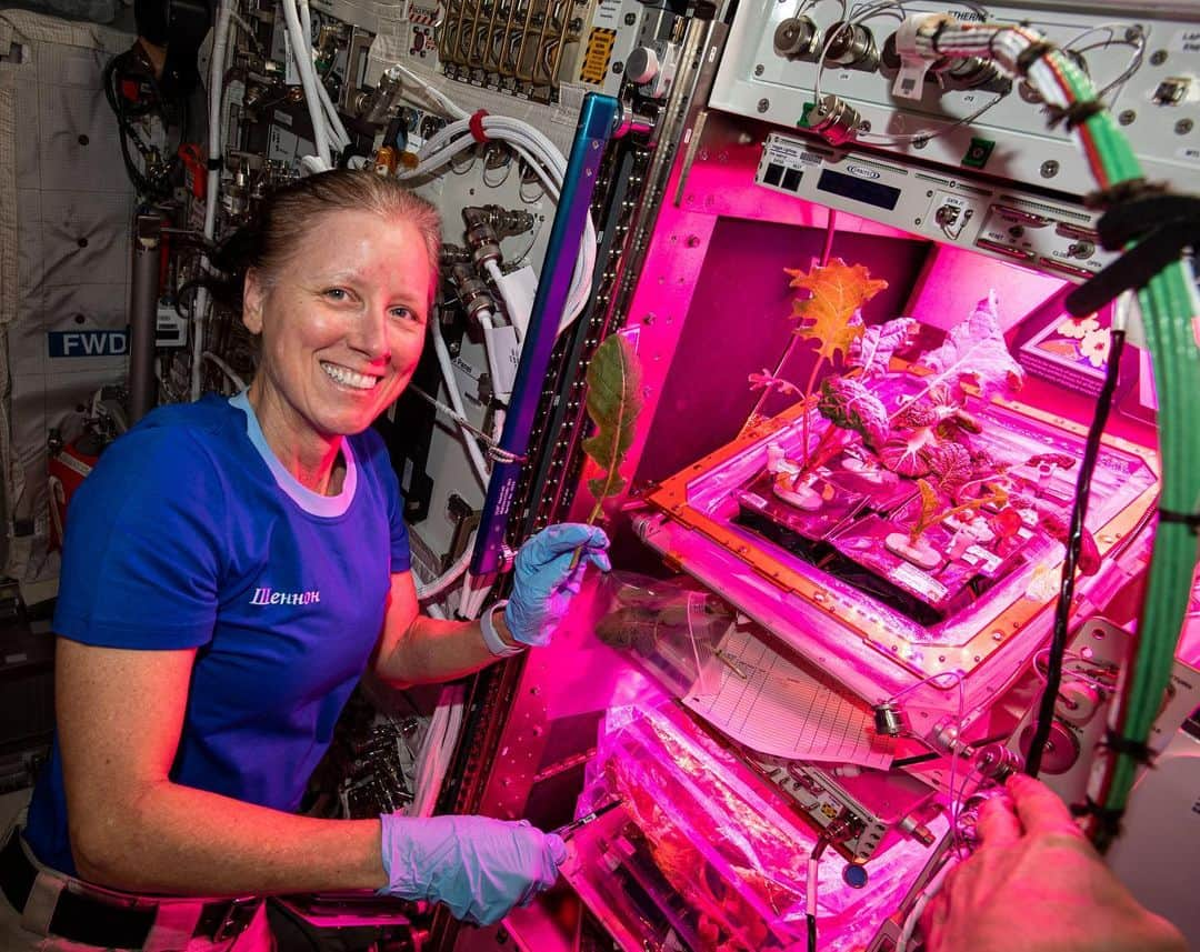 国際宇宙ステーションさんのインスタグラム写真 - (国際宇宙ステーションInstagram)「NASA astronaut and Expedition 64 Flight Engineer Shannon Walker collects leaf samples from plants growing inside the European Columbus laboratory. Space agriculture is key to the success and sustainability of future human missions to the Moon, Mars and beyond. #nasa #astronaut #botany #science #plants #agriculture #international #space #station」2月4日 7時48分 - iss