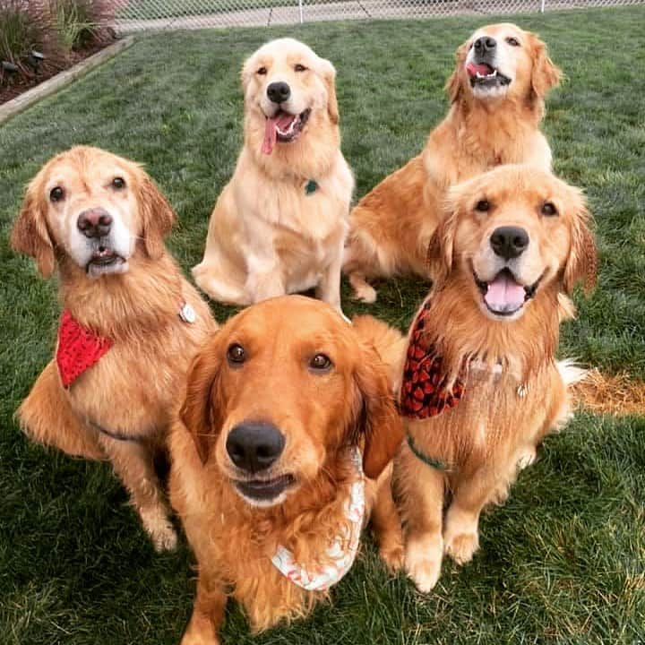 モヒートさんのインスタグラム写真 - (モヒートInstagram)「Happy #nationalgoldenretrieverday from our pack to yours!!! #goldenretriever #goldensofinstagram #goldensofig #dog #dogsofinstagram #squadgoals #cleveland #dogsofcle #dogmom #family #cute #cutedogs #ilovemydog」2月4日 7時45分 - mojito_rose_family