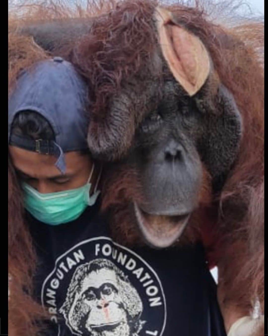 OFI Australiaのインスタグラム：「OFI is hard at work rescuing wild orangutans with the Indonesian Forestry Department. This adult male cheekpadder was rescued from a banana plantation and the horrifying open wound on his head was made by a human wielding a machete. Our OFI veterinarian has sewed up the wound & this poor orangutan has been taken to a quarantine facility. Once his wound heals he will be released to a secure forest on the boundary of Tanjung Puting National Park, an area patrolled by OFI and government rangers. The number of wounded wild orangutans OFI has rescued in the past year has grown tremendously as the forests of Borneo continue to fall and wild orangutan populations are decimated.  __________________________________ 🦧 OFIA President: Kobe Steele kobe@ofiaustralia.com  OFIA Patron: Dr Birute Galdikas @drbirute @orangutanfoundationintl @orangutan.canada www.orangutanfoundation.org.au 🦧 🧡 🦧 #orangutan #orphan #rescue #rehabilitate #release #BornToBeWild #Borneo #Indonesia #CampLeakey #saveorangutans #sayNOtopalmoil #palmoil #deforestation #destruction #rainforest #environment #nature #instanature #endangeredspecies #criticallyendangered #wildlife #orangutanfoundationintl #ofi #drbirute #ofiaustralia #FosterAnOrangutan」