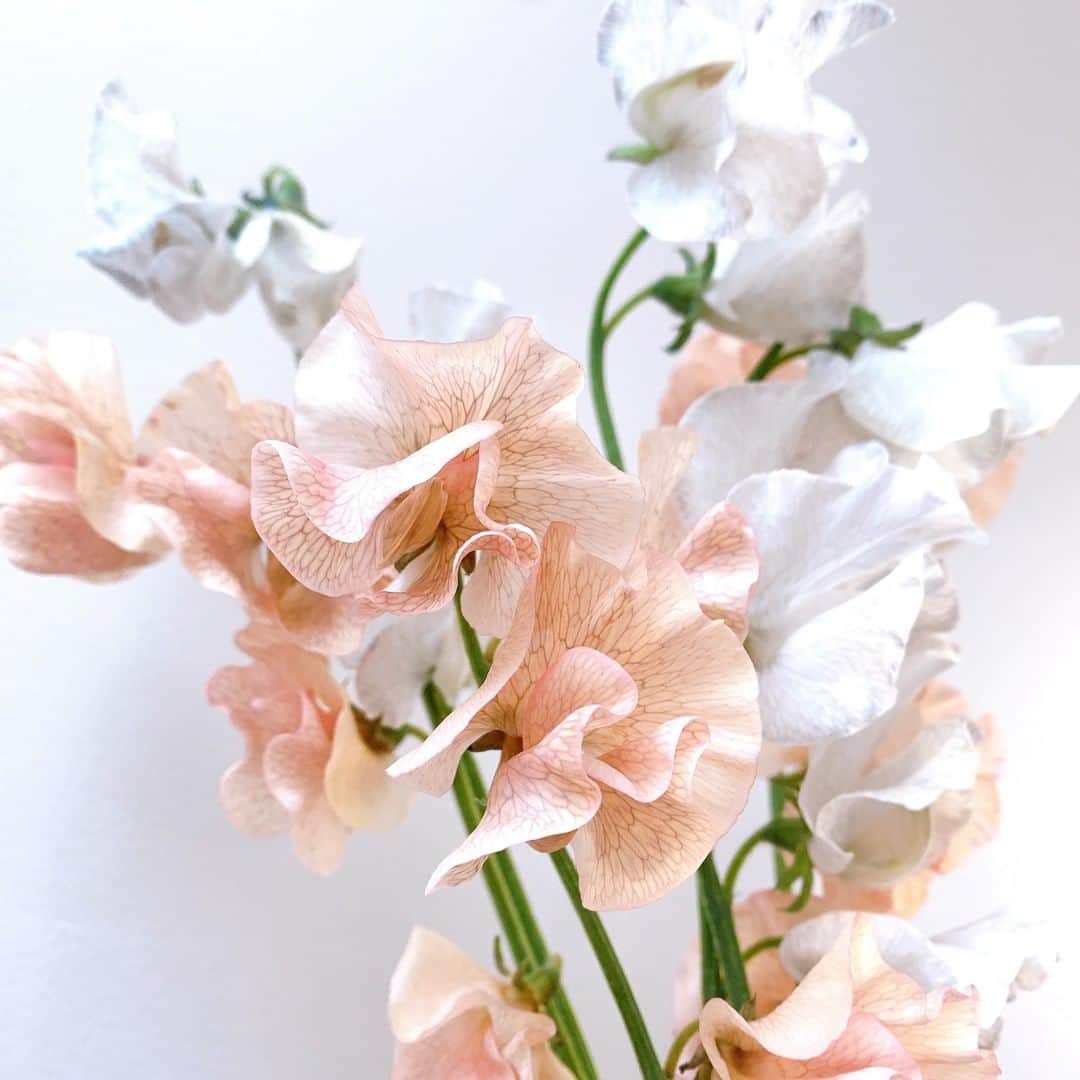 SPURさんのインスタグラム写真 - (SPURInstagram)「くすみカラーが可愛いスイートピーです。ニュアンスのある表情が癒しを運んでくれます😊  #スイートピー #SPUR #SPURflower #桜 #花と暮らす #flower #花 #spurmagazine  #花のある暮らし #花と暮らす #花を飾る #花を飾ろう #sweetpea」2月4日 9時00分 - spurmagazine