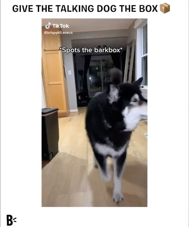 BarkBoxのインスタグラム