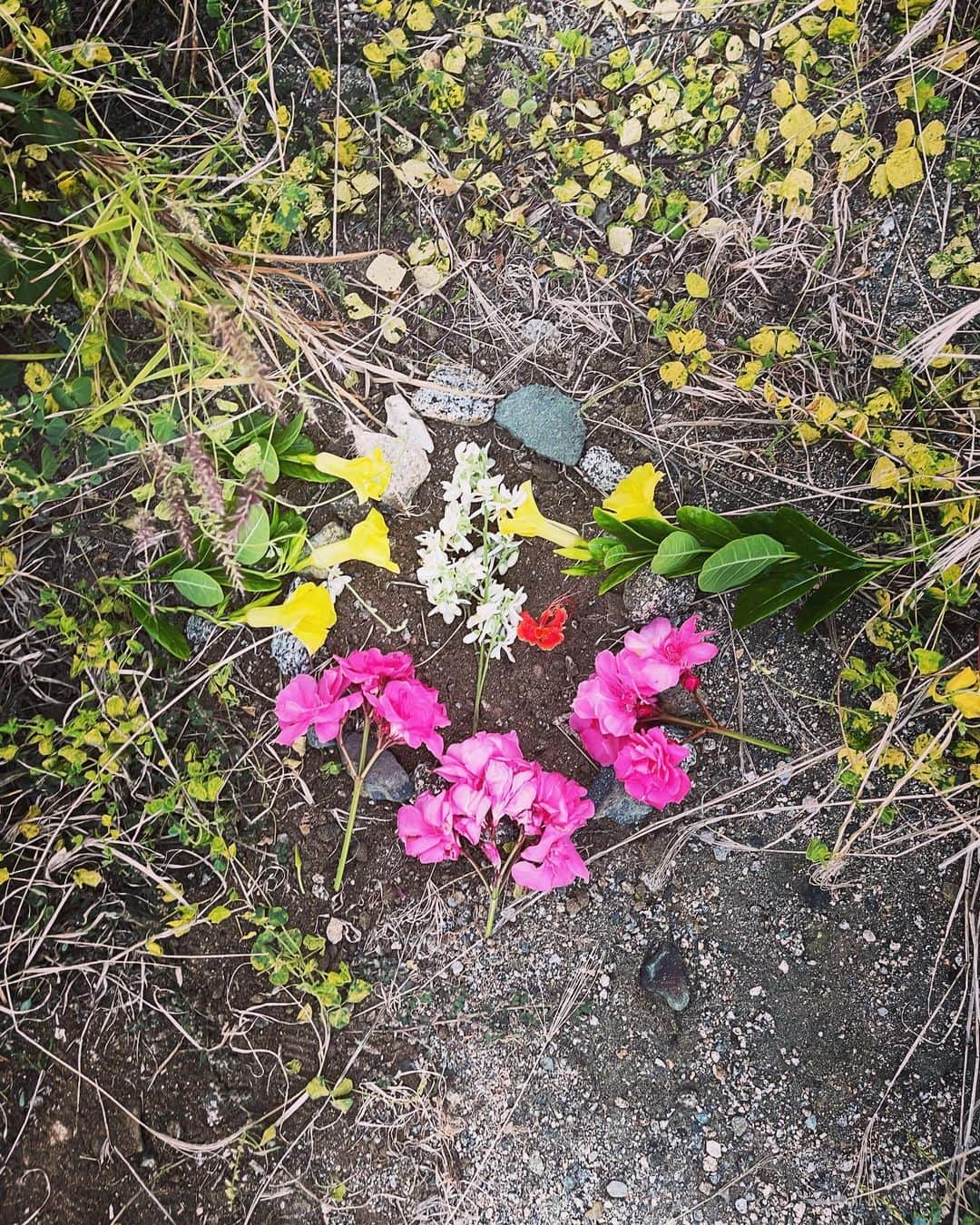 レイチェル・ブレイセンさんのインスタグラム写真 - (レイチェル・ブレイセンInstagram)「Life and death.   We started the day in the garden planting seeds and transplanting seedlings and we ended it with a burial. The dogs killed a mouse in the house and we held a ceremony to give her back to the land. Lea did everything; she dug the hole (with a bit of help), picked flowers, gathered stones and gently placed the mouse in the ground. She covered her with dirt and spent a long time making the grave beautiful. Then she sang a song😢 In the eulogy I said “wherever you go next, little mouse, I hope it’s beautiful” and Lea said “yes and in case you had a friend that died you will get to see them now and you will both be so happy” and I swear I shed a tear😭   Death is normal. I mean, it’s not, but it is. We talk about death all the time at home. She knows my grandmother passed and that Andrea died before she was born and, of course, that Pepper is buried in the backyard. I don’t want death to be scary or taboo and to me, the most natural way to teach her about endings is to weave them into beginnings. In nature death is so intertwined with birth, we can’t separate the two. We plant seeds and they sprout and seedlings grow tall and we harvest vegetables and eventually, the plant dies and becomes compost for the future little seedlings to grow tall and round it goes. Our little mouse friend got to return to the land. And I’m sure new little mouse babies are being born as we speak (although I’d prefer for that to happen outside of the house!)😌  It’s beautiful. All of it. The answers to all our questions are right outside our doorstep🌿🐀🌾🍄🍃🌻🌳」2月4日 9時16分 - yoga_girl