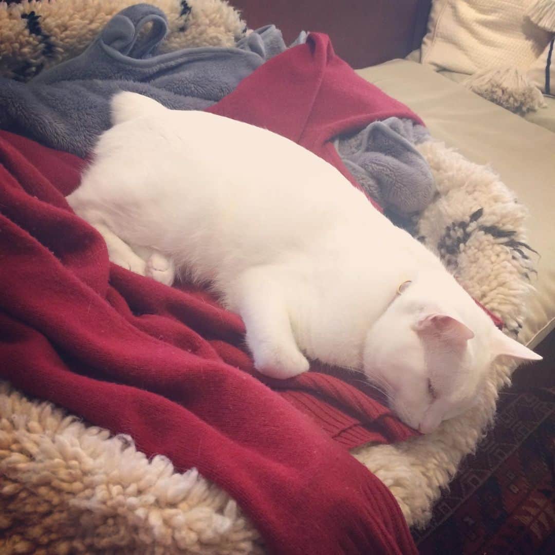 岡田屋鉄蔵さんのインスタグラム写真 - (岡田屋鉄蔵Instagram)「まどろみナブさん。 ところでその赤いのはおかーちゃんのセーターかな？どっから持って来た」2月4日 14時52分 - nabhamab