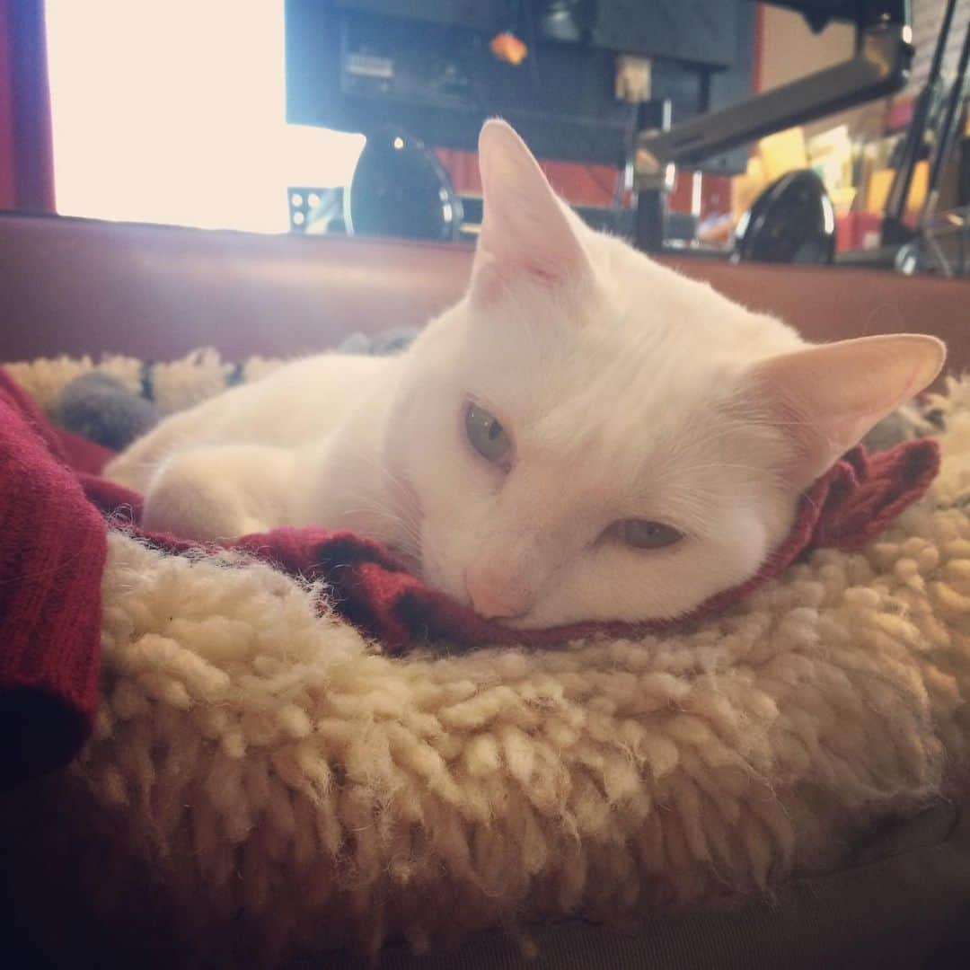 岡田屋鉄蔵のインスタグラム：「まどろみナブさん。 ところでその赤いのはおかーちゃんのセーターかな？どっから持って来た」