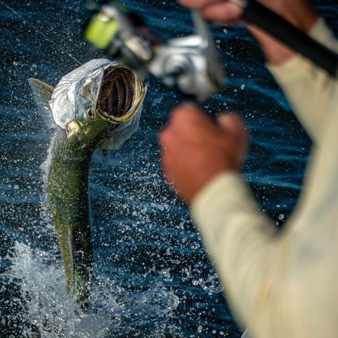 シマノ｜Fishingのインスタグラム：「Take-off on the Treasure Coast. Do you prefer to drift a live bait or cast artificials when intercepting the spring migration?   #FishShimano #TarponFishing #Tarpon #TarponJump 📸: @capttommyd」
