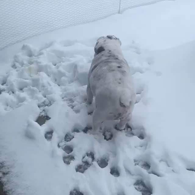 Bodhi & Butters & Bubbahのインスタグラム：「@bulldog_frankie_the makes the best snow angel ❄️  . . . . . . #celebrate #life #bulldog #snow #angel #puppylove #dogsofinstagram #smile #funny #baby #cute #love #fun #positivevibes #bulldogsofinstagram #instagood」