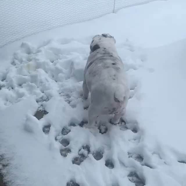 のインスタグラム：「@bulldog_frankie_the makes the best snow angel ❄️  . . . . . . #celebrate #life #bulldog #snow #angel #puppylove #dogsofinstagram #smile #funny #baby #cute #love #fun #positivevibes #bulldogsofinstagram #instagood」