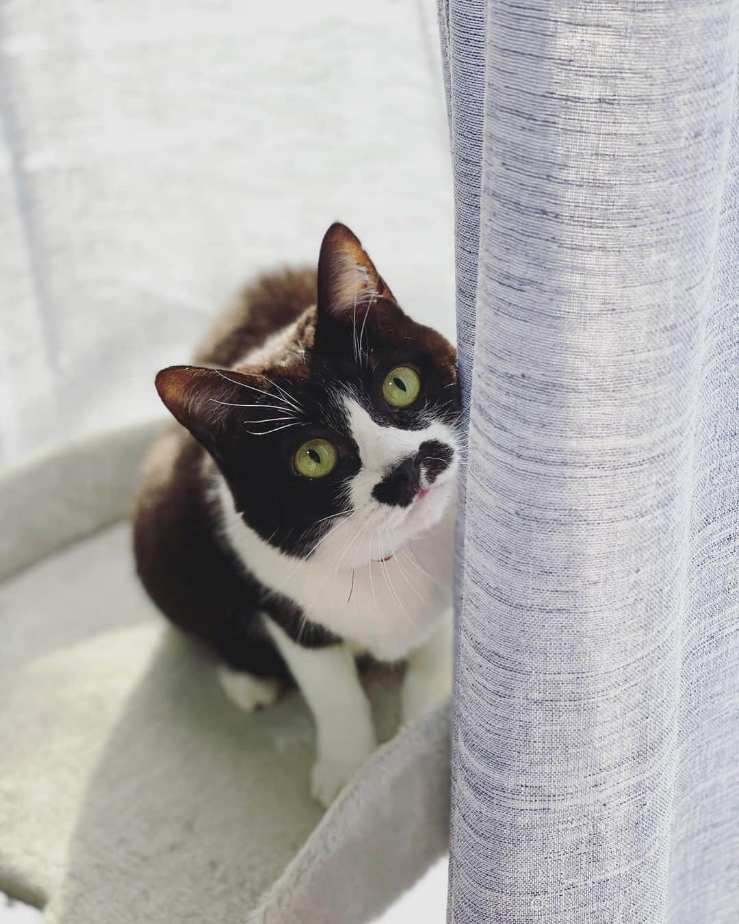 もじゃころのインスタグラム：「信じられない可愛さなの😭💕💕💕💕💕 なぜかうちが天使のたまり場になってて毎日毎日眺めるだけでも忙しい… はぁ…💛忙しい…💜  #チョッチュ具志コロペッペ  #諦めの早いペッペ」