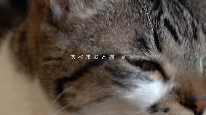 阿部真央のインスタグラム：「おはようございます☀️ 私から見える空は快晴です。 大きく包まれてる感じです。 みんなの上の空はどうですか？  みんな今日も沢山笑ってね いつも思ってます。  今週の猫様動画です。 よろしければ🐱🐈💕  #阿部真央 #あべまおと猫 #ふたりで居れば #おじさまと猫」