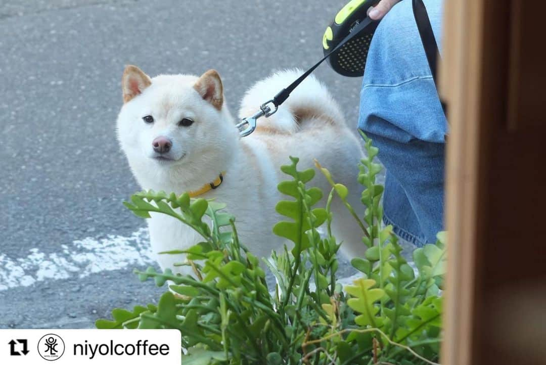 【公式】福岡ECO動物海洋専門学校のインスタグラム：「福岡市のカフェ NIYOL COFFEE様のInstagramにキクオくん登場🐾  お散歩中の一コマを とっても可愛く撮って頂きました🐕🧡 ありがとうございます🍀 @niyolcoffee   #福岡eco #福岡eco動物海洋専門学校 #福岡エコ #豆柴 #しばすたぐらむ #お散歩 #福岡カフェ」