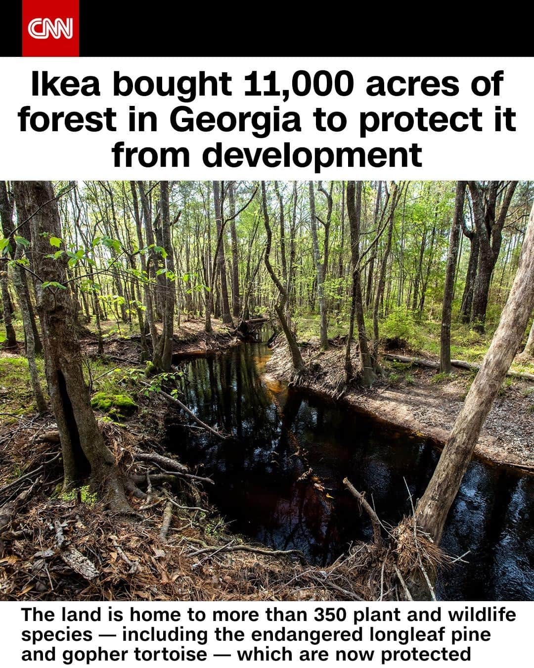 CNNさんのインスタグラム写真 - (CNNInstagram)「Follow ➡️ @cnnclimate ➡️ An investment group of Swedish retail giant Ikea has acquired forestland in the state of Georgia to protect the land and its diverse ecosystems from development.⁠ The Ingka Group, which owns and operates most Ikea stores, purchased 10,840 acres of land near the Altamaha River Basin, the company announced January 14. "We truly believe responsible forest management is possible and we see that a large part of our responsibility towards the land we own — and by extension the planet — is to restore forests and plant more than we harvest," Ingka Investments managing director Krister Mattsson said. The investment in the forest is part of Ikea's commitment to being climate positive. Tap the link in our bio to learn more.⁠ ⁠ ⁠ (📸: Stacy Funderburke)」2月4日 10時01分 - cnn