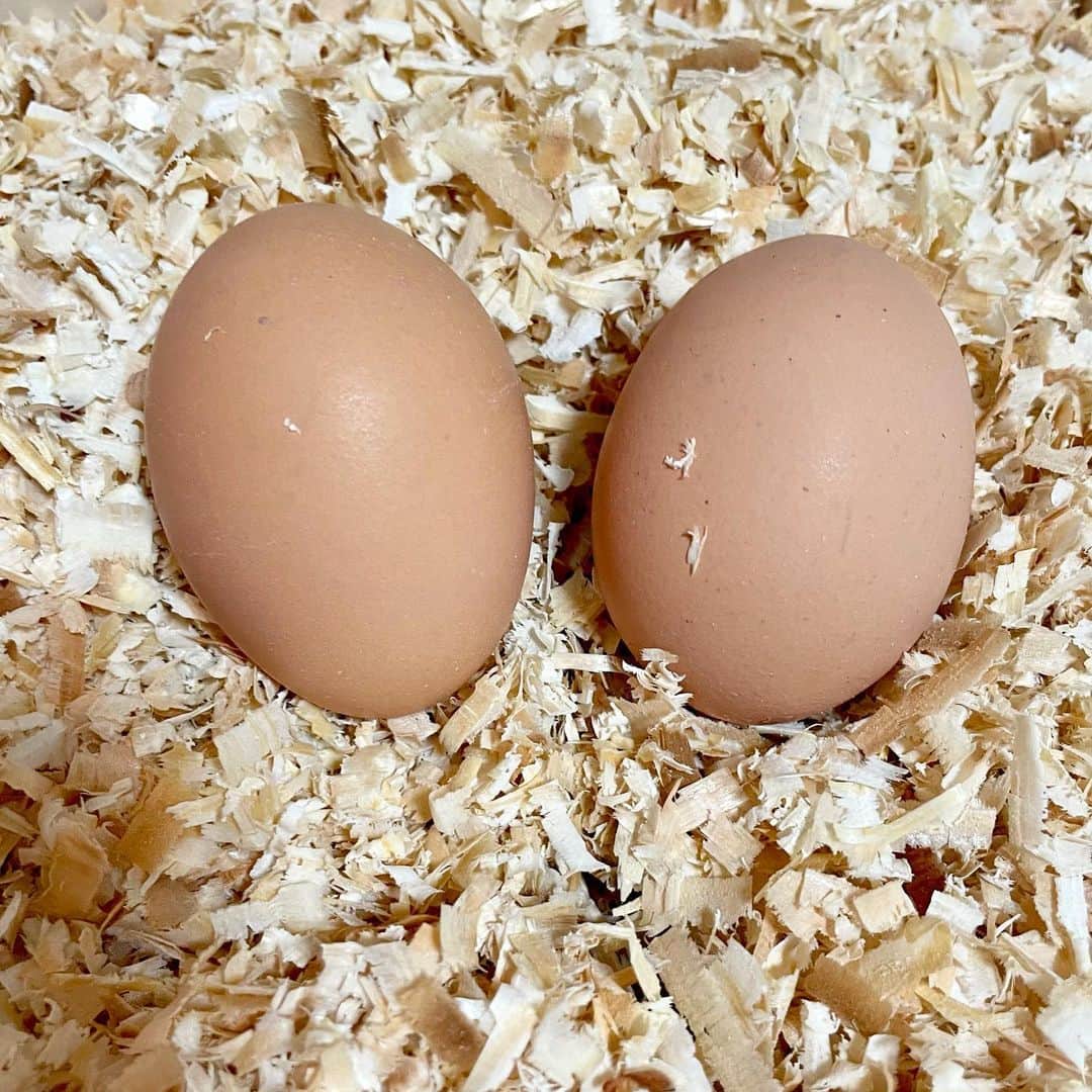 中谷あすみさんのインスタグラム写真 - (中谷あすみInstagram)「高級鶏卵【豊後のあかね】がおうちに届きました🥚 私卵が大好きなのだけど、見た目からもう違う。。！ 黄身の色と白身の張りがすごい！ 鮮度が違いすぎるしとっても美味しい🍳 杉箱で贈られてくるので高級感あって贈り物などにぴったりかも✨  https://www.akanenotamago.com/卵の販売ページ/茜-あかね/  #高級鶏卵#豊後のあかね#高級卵#卵料理#卵好き#贈り物にオススメ#PR」2月4日 10時13分 - asumi_naa