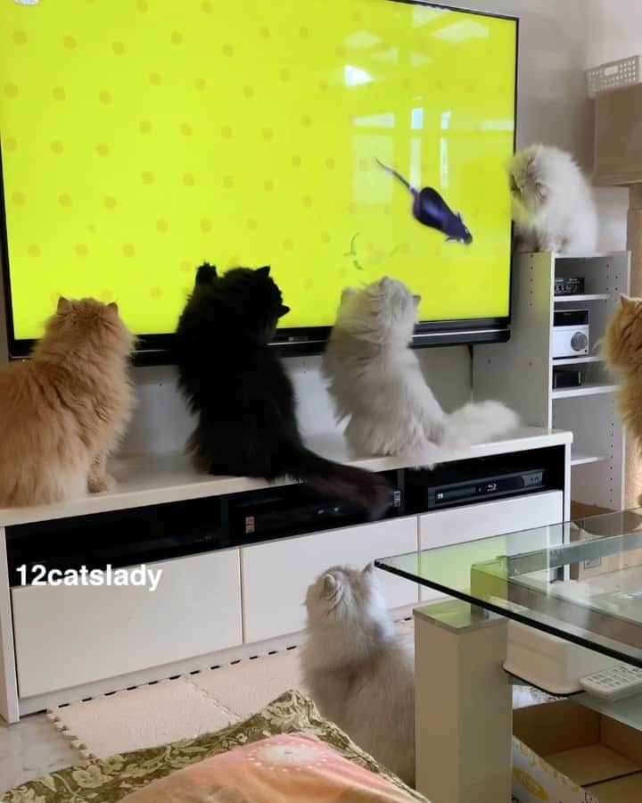 のインスタグラム：「Playtime 🐁😍   #cat #catstagram #catsofinstagram #catstagram_japan #cats_of_instagram #cats_of_world #cats_of_day #weeklyfluff #persian」