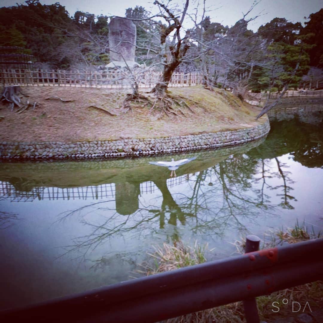 松本隆博のインスタグラム：「。 日課で歩いてると、気付く 事沢山のあるよね(^ ^)。 通勤通学の同じ車、バイク そしてランドセル揺らして 小走りの子供ら(^ ^)。 そしてこいつ…毎日同じ 場所に停まっている、そして なにかを狙っている、僕は そんな彼(彼女？)の写真を 狙っている。 そしていつも、ある距離の 中に入ると絶対に飛び立つ。 今日もだ(^ ^)。 名前を｢飛びタロウ｣と勝手に 付けた。 明日も飛びタロウに会える 様に。。(^ ^)」