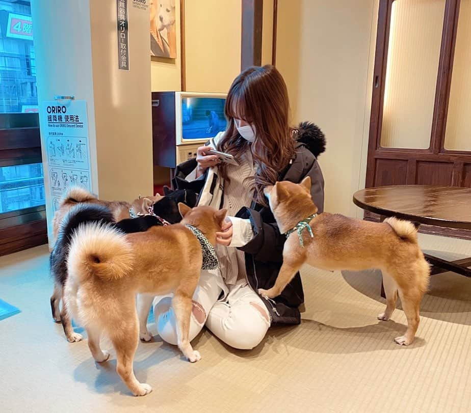 岡島彩花さんのインスタグラム写真 - (岡島彩花Instagram)「・  この前柴犬カフェ行ってきた🐕  はじめだけ人気者👶🏼👏🏻💓  みんな個性あって可愛かった🤭  #柴犬カフェ #いぬすたぐらむ  #instagood #instalike #followｍe」2月4日 10時22分 - okajima_ayaka