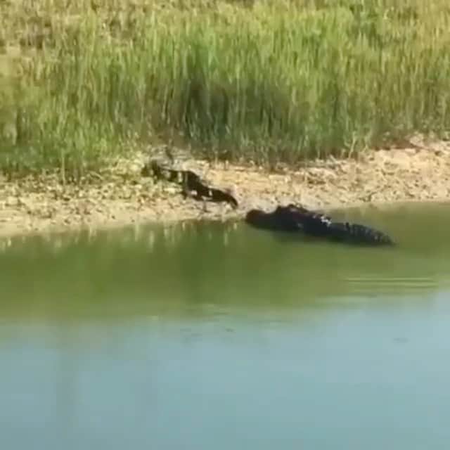 WildLifeのインスタグラム：「@discovercrocodiles 🐊 Convenient meal. ⁣ Gator wrecks a huge water moccasin.⁣ ⁣➖ Video ©️ by Chalmette Mayor (Youtube)⁣ ⁣➖ Share with your friends ☑」