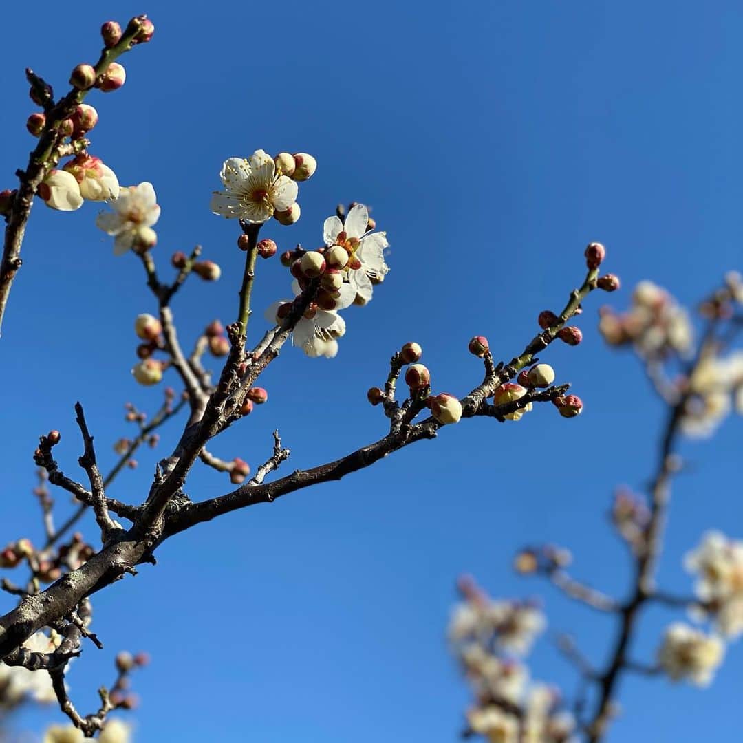 神谷えりさんのインスタグラム写真 - (神谷えりInstagram)「梅と青空  #散歩で出会う風景」2月4日 10時52分 - erikamiya
