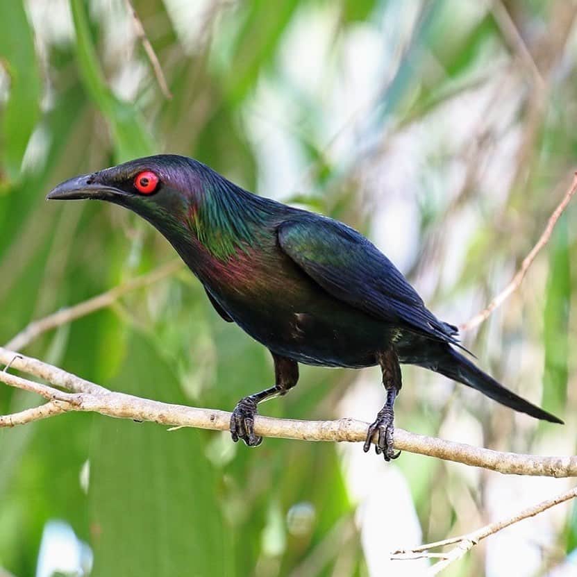 アメリカ自然史博物館のインスタグラム：「Why, hello there! Meet the Metallic Starling (Aplonis metallica). Distinguished by its iridescent sheen and bright red eyes, the Metallic Starling can be spotted in parts of northeastern Australia or New Guinea. It’s a very social bird that lives in a variety of habitats, including rainforests and mangroves, and feeds on fruit and insects. Photo: Brian McCauley, CC BY-NC 2.0, flickr」