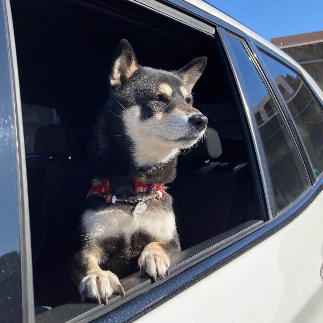 vo_coのインスタグラム：「🐾 クルマで出かけるのが大好きなこたちゃん 遠出はまだしばらく出来ないけど、遊びに行きたいね 候補を考えておこう！ ＊ #shibastagram #instashiba #shiba #shibainu #黒柴 #柴犬」