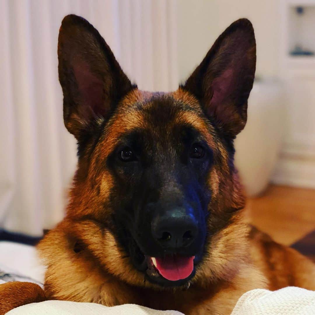 ジョエル・マッデンのインスタグラム：「ROKI boy is 9 months old. I’m still healing from the loss of my ❤️IRO but this big little guy is helping a lot.」