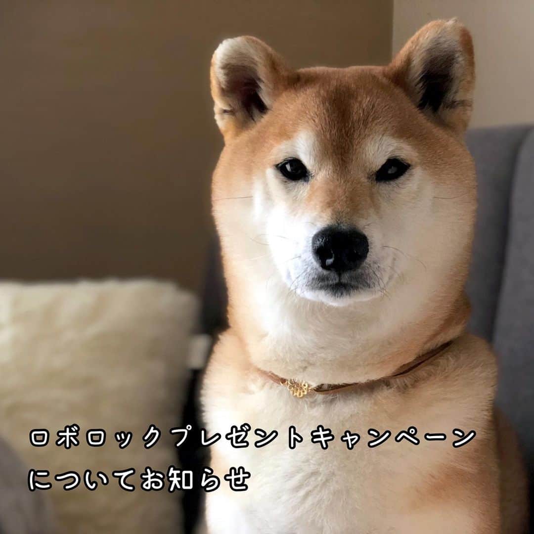 マロたんのインスタグラム：「キャンペーンの応募受付は終了しました。 たくさんのご応募ありがとうございました。  通報にご協力くださったみなさまもありがとうございました！インスタ側は何にもしてくれませんでしたけど🤤  抽選や発送など @roborock.japan ロボロックジャパンさまにお任せしております。わたしからロボロックプレゼントキャンペーンに関するご連絡をすることは一切ございません。 @roborock.japan ロボロックジャパンさま以外からの当選通知以外は全てフィッシング詐欺です！ . ⚠️ @minapple_jp  ⚠️ @roborock__japan  ⚠️ lapuankankurit.jp  ⚠️ @minapple._  ⚠️ minapple_official  🆕 aynysm.s . 上記のアカウントは一例です。絶対に個人情報を登録せずにDMをすみやかに削除し、スパムの通報をしてください。  #なりすまし詐欺 #フィッシング詐欺」